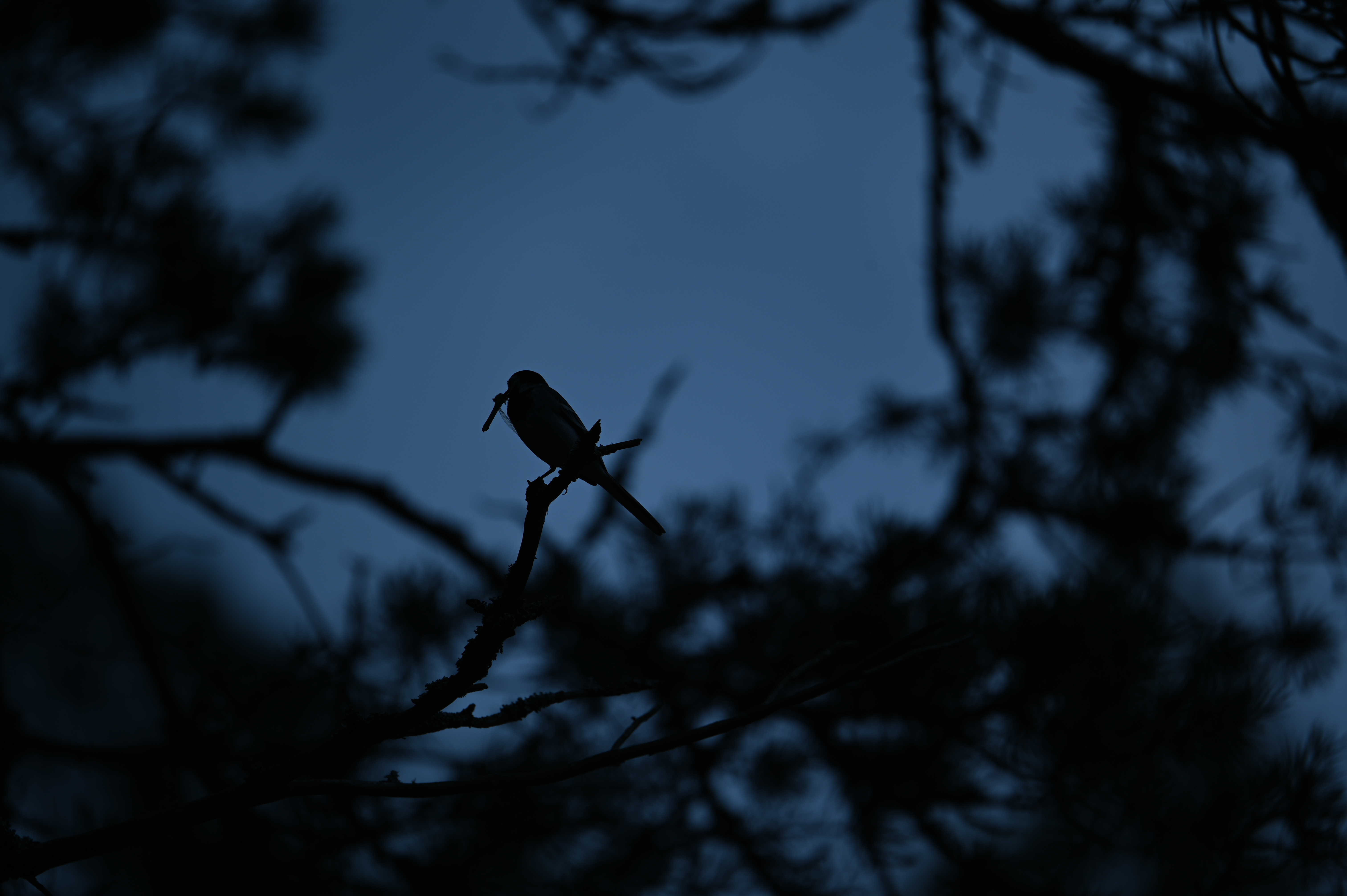 2025/07/09-14 - trip/DSC_0374.JPG